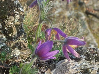 Küchenschellen am Sonderrain (Naturschutzgebiet bei Bad Wildungen)