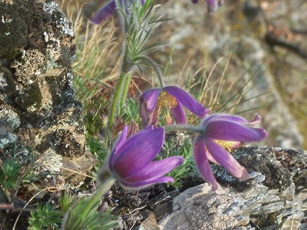 Küchenschellen am Sonderrain (Naturschutzgebiet bei Bad Wildungen)