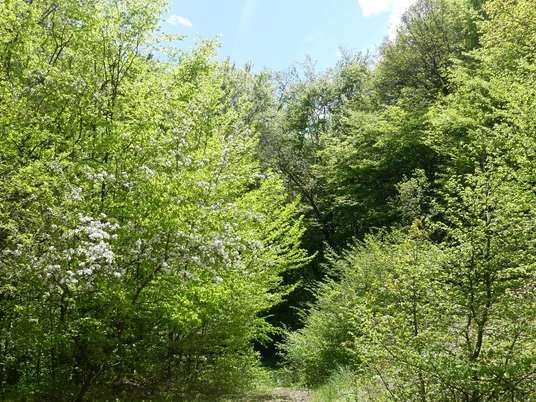 Frühlingsstimmung an der Bergfreiheiter Welle