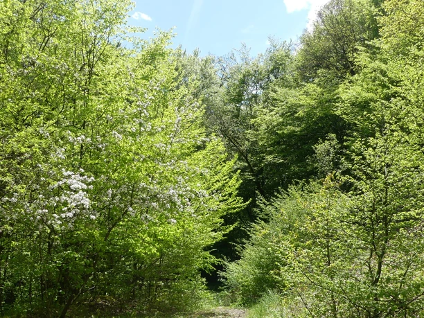 Frühlingsstimmung an der Bergfreiheiter Welle