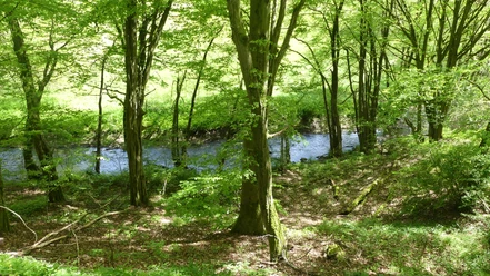 Urfftal bei Bergfreiheit im Frühjahr