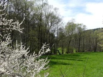 Das Wildetal im Frühjahr