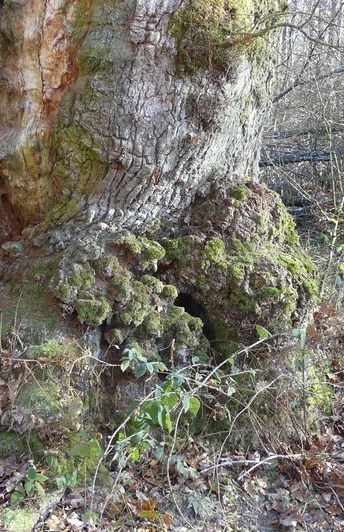 Die jahrhundertalte Eiche am Totenpfuhl