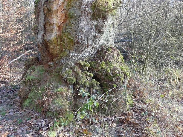 Die jahrhundertalte Eiche am Totenpfuhl