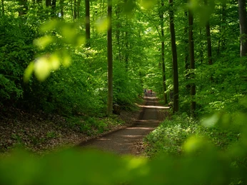 Auf dem Eichhörnchenpfad bzw. auf dem Weg zum Baumkronenweg