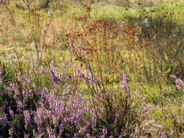 Hildener Heide Landschaft in der Hildener Heide mit blühendem Heidekraut, Gräsern und Bäumen im Hintergrund.