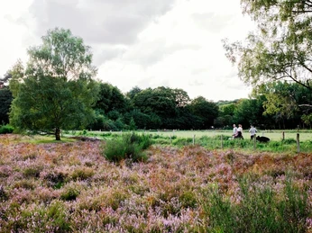Hildener Heide Weite Heidefläche mit blühendem, violettem Heidekraut, umgeben von Bäumen. Zwei Menschen spazieren mit Hund.