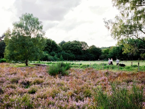 Hildener Heide Weite Heidefläche mit blühendem, violettem Heidekraut, umgeben von Bäumen. Zwei Menschen spazieren mit Hund.