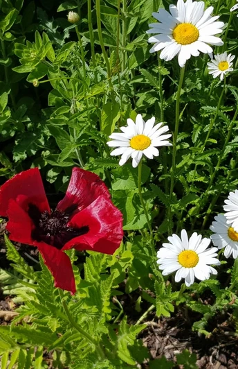 Blumen am Wegesrand der Route 75