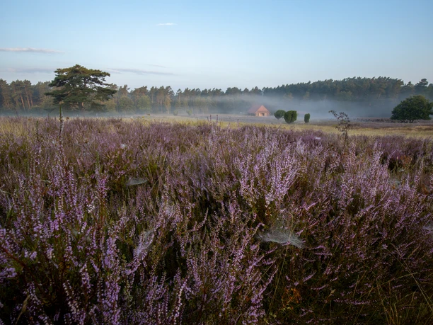 Sonnenaufgang in der Kronsbergheide Lila blühende Heidefläche im Morgennebel vor Waldrand und Schafstall in der Kronsbergheide.