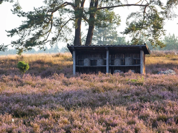 Kronsbergheide Blühende lila Heidefläche mit einem hölzernen Bienenstand unter großen Bäumen.
