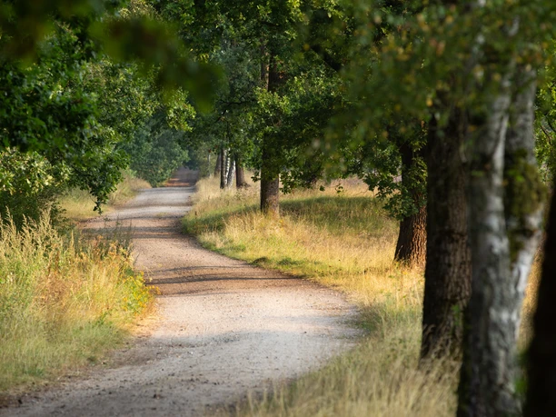 Kronsbergheide Ein sandiger Weg schlängelt sich durch grüne Bäume und Gräser in der sonnigen Kronsbergheide.