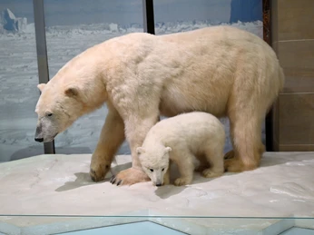 Eisbär Exponat im Museum Koenig Bonn