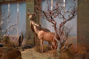 Ausstellungsobjekte im Museum Koenig Bonn