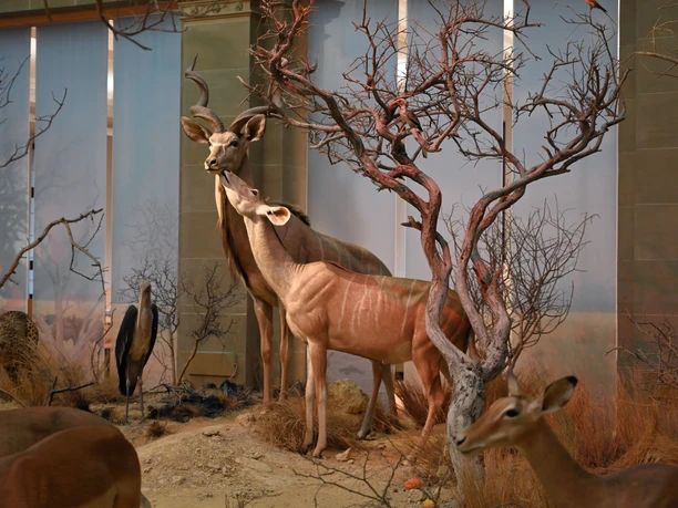 Ausstellungsobjekte im Museum Koenig Bonn