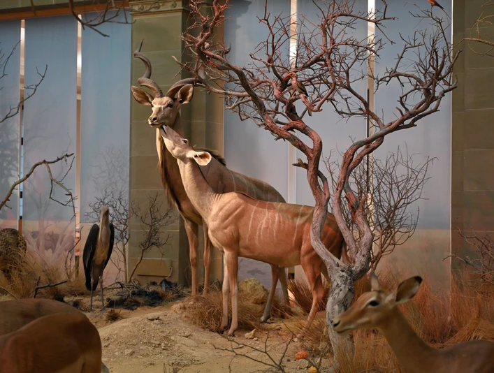 Ausstellungsobjekte im Museum Koenig Bonn