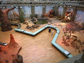 Savanne Exponate im Museum Koenig Bonn