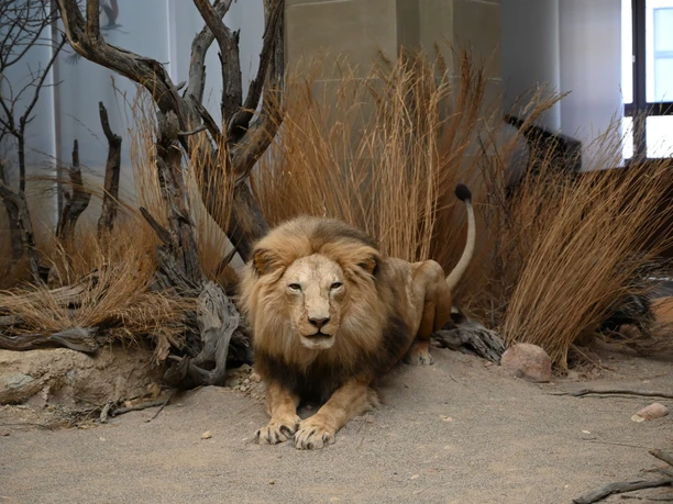 Löwe Exponat im Museum Koenig Bonn