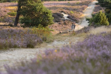 Schwindebecker Heide Sandiger Pfad schlängelt sich durch blühende lila Heideflächen, gesäumt von grünen Bäumen und einer Bank.