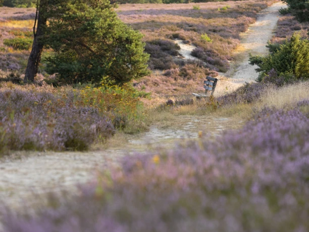 Schwindebecker Heide Sandiger Pfad schlängelt sich durch blühende lila Heideflächen, gesäumt von grünen Bäumen und einer Bank.