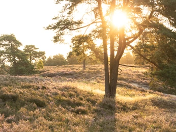 Ausblick Schwindebecker-Heide