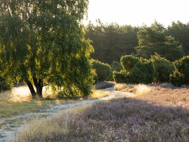 Rehrhofer Heide Sandweg schlängelt sich durch blühende Heideflächen, gesäumt von grünen Bäumen und Wacholderbüschen.