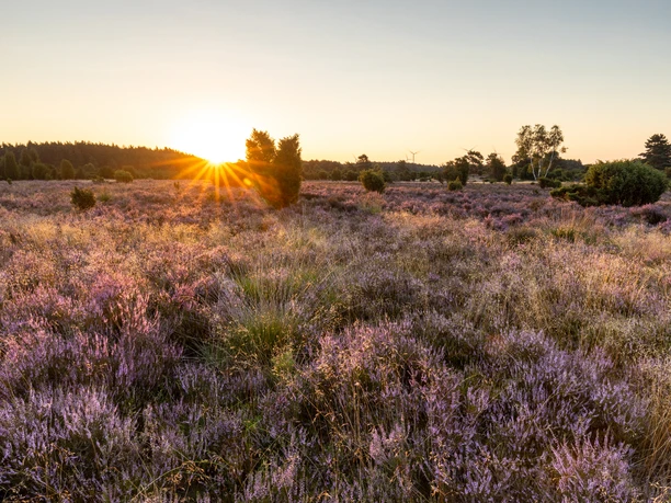 Rehrhofer Heide Die Sonne geht tief am Horizont über einem lila blühenden Heidefeld mit Bäumen und Gräsern unter.