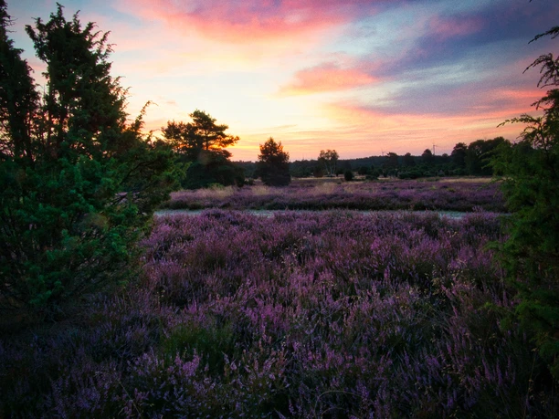 Sonnenaufgang in der Rehrhofer Heide Lila blühende Heideflächen unter einem farbenprächtigen Himmel bei Sonnenaufgang.