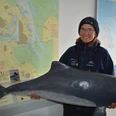 Ein Modell eines Schweinswals in Originalgröße zeigt Nationalpark-Rangerin Annelie Hedden. Bild Lutz Timmermann.JPG
