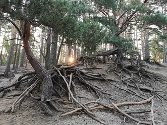 Boom bij de Gifhornse Heide
