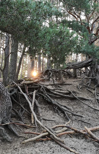 Baum nahe der Gifhorner Heide