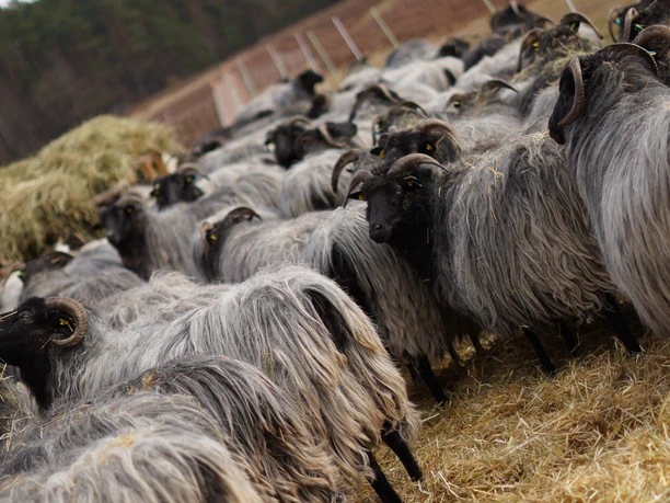 Heidschnuckenherde am Schafstall Eine Heidschnuckenherde steht dicht gedrängt vor einem traditionellen Schafstall auf einer Wiese.