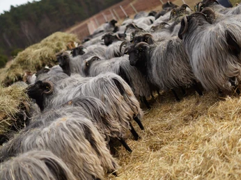 Heidschnuckenherde am Schafstall Eine Heidschnuckenherde steht dicht gedrängt vor einem traditionellen Schafstall auf einer Wiese.
