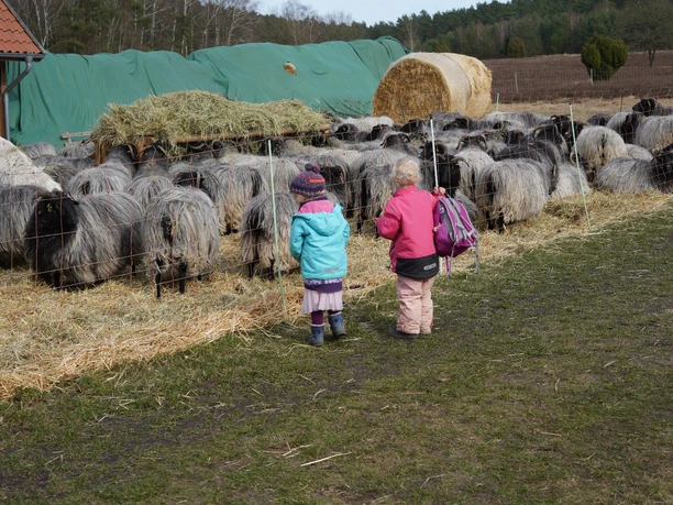 Blick hinter den "Zaun" Zwei Kinder, das eine im blauen, das andere im pinken Mantel, betrachten Schafe hinter einem Zaun.