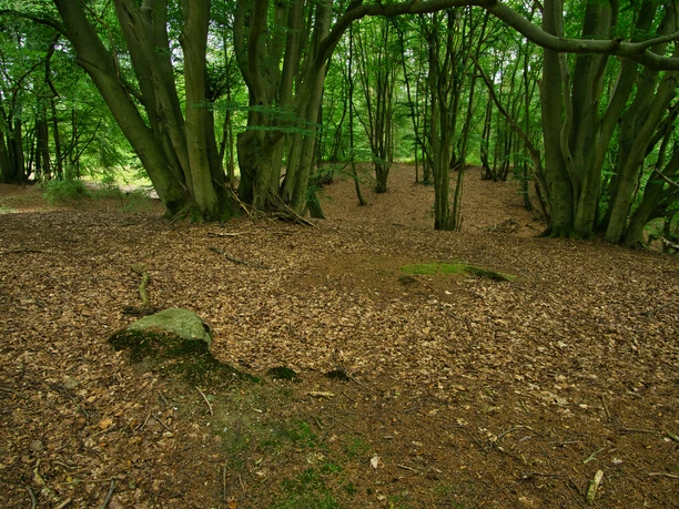_DSC2598.jpg Dichter Buchenwald im Marxener Paradies mit grünem Blätterdach und Waldboden voller Laub.