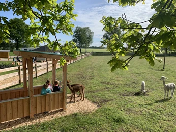 Blick auf die Alpakaweide