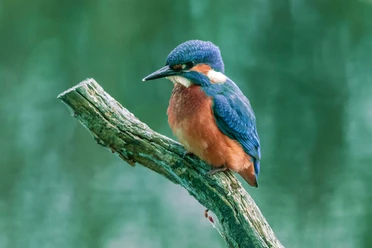 Eisvogel_Dirk-Gildemann-(4).jpg Eisvogel_Dirk-Gildemann