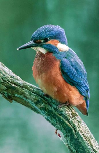 Eisvogel_Dirk-Gildemann-(4).jpg Eisvogel_Dirk-GildemannKingfisher_Dirk-GildemannKingfisher_Dirk-GildemannIJsvogel_Dirk-Gildemann
