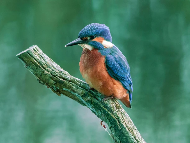 Eisvogel_Dirk-Gildemann-(4).jpg Eisvogel_Dirk-Gildemann