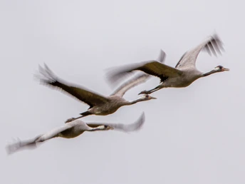 Kraniche_Dirk-Gildemann-(1).JPG Kraniche_Dirk GildemannCranes_Dirk GildemannTraner_Dirk GildemannKraanvogels_Dirk Gildemann