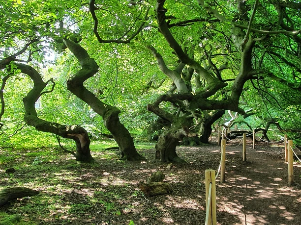 Süntelbuchen Bad Nenndorf