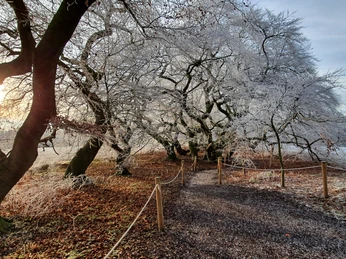 Süntelbuchen Bad Nenndorf