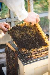 Honig Ein Imker hebt eine mit Bienen besetzte Honigwabe aus einem Bienenstock.