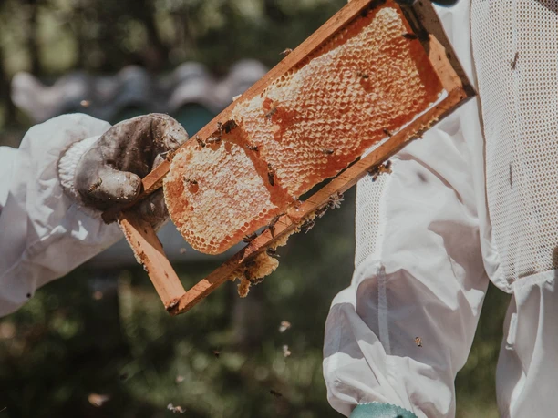 Honig ernten