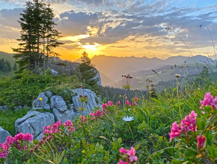 Lever de soleil sur le Niderhore Bergblumen und Sonnenaufgang unterwegs zum NiderhoreMountain flowers and sunrise on the way to the NiderhoreFleurs de montagne et lever de soleil en route vers le Niderhore