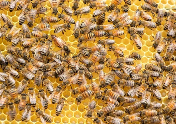 Bienen Zahlreiche Honigbienen sitzen dicht gedrängt auf den gelben Zellen einer Bienenwabe.