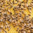 Bienen Zahlreiche Honigbienen sitzen dicht gedrängt auf den gelben Zellen einer Bienenwabe.