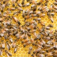 Bienen