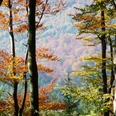 Herbstwald bei Willingen
