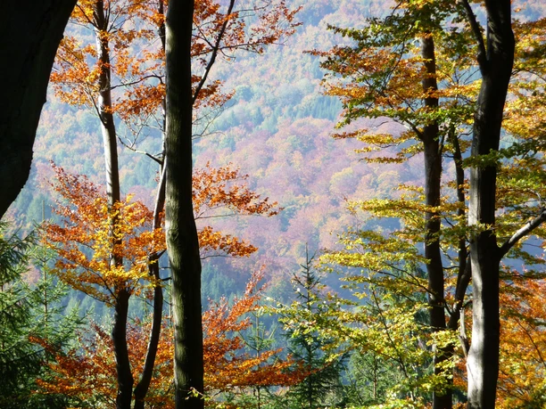 Herbstwald bei Willingen
